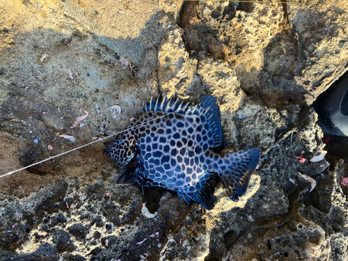 イシガキダイの釣果