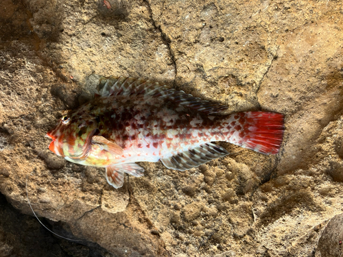 ブダイの釣果