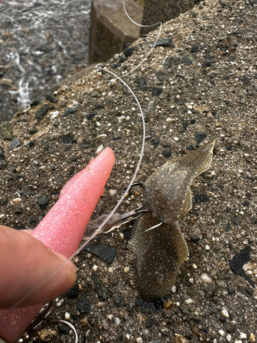 シタビラメの釣果