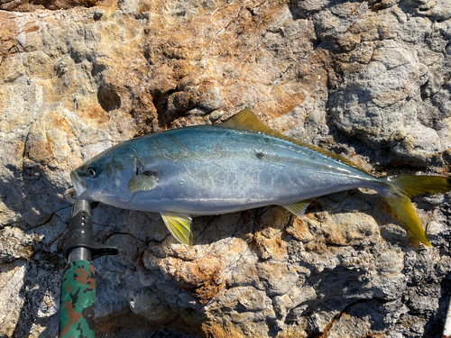 ハマチの釣果