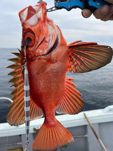 チカメキントキの釣果