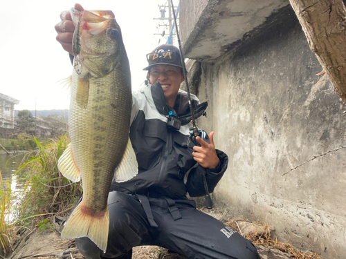 ブラックバスの釣果