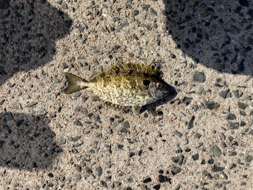 アイゴの釣果