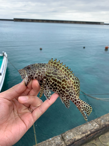 イシミーバイの釣果