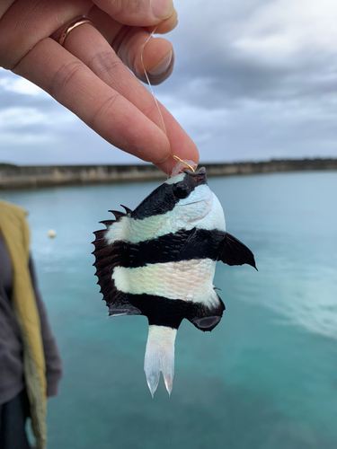 スズメダイの釣果