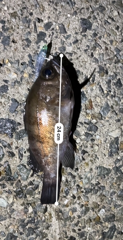 メバルの釣果