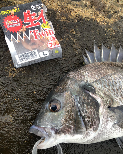 クロダイの釣果