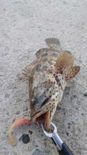 チャイロマルハタの釣果