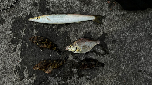 カマスの釣果