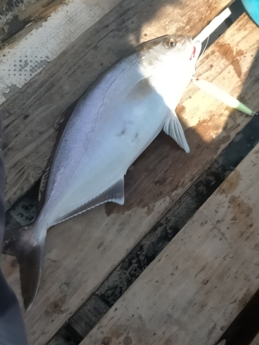 ショゴの釣果