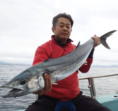 サワラの釣果