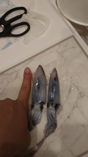 ヒイカの釣果