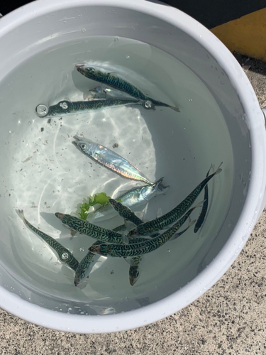 マサバの釣果