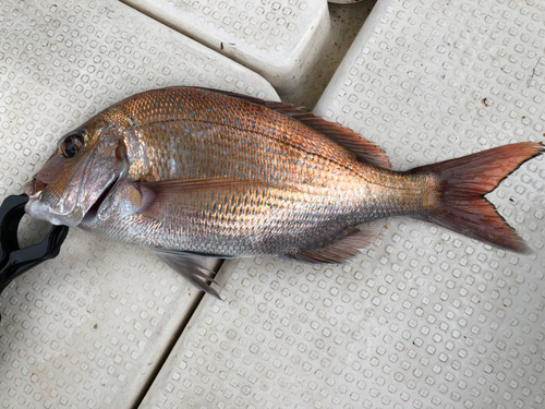 マダイの釣果