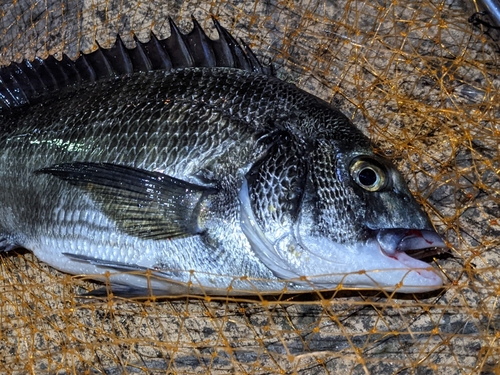 釣果