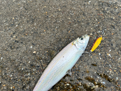 タチウオの釣果