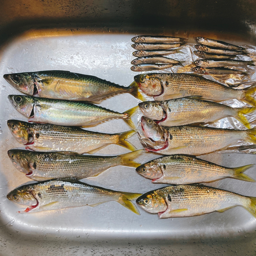 サバの釣果