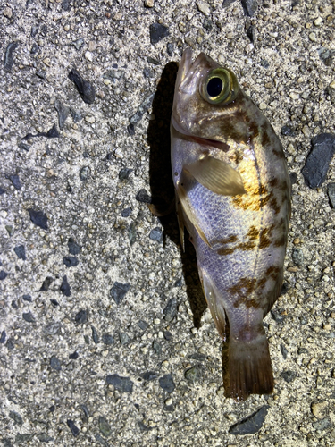 メバルの釣果