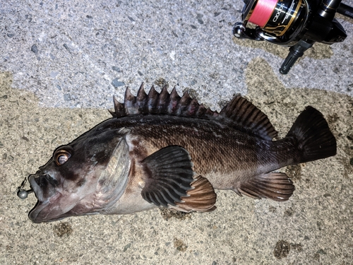 クロソイの釣果