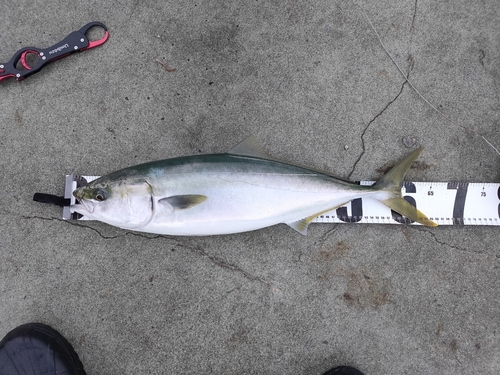 メジロの釣果