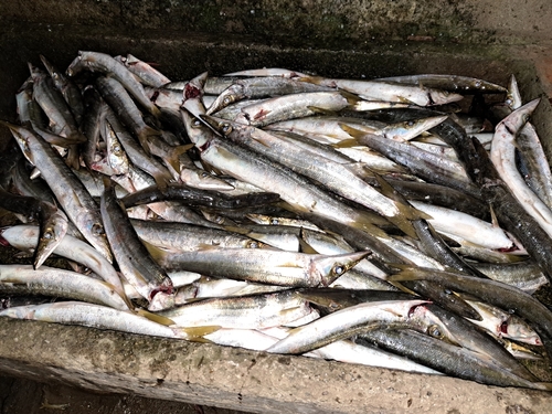 カマスの釣果