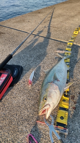 メジロの釣果