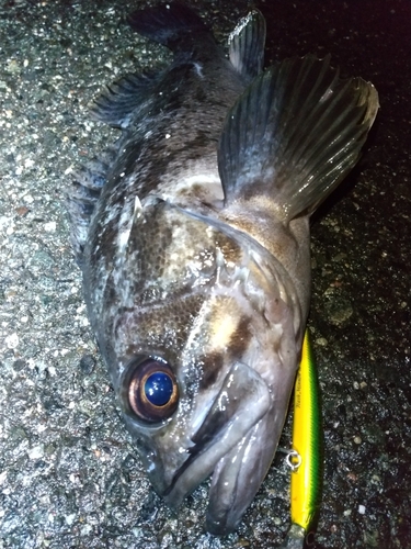 クロソイの釣果