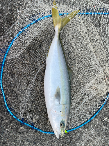 ハマチの釣果