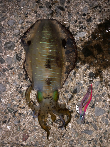 アオリイカの釣果