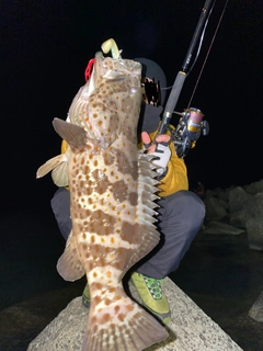 チャイロマルハタの釣果