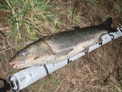 マルタウグイの釣果