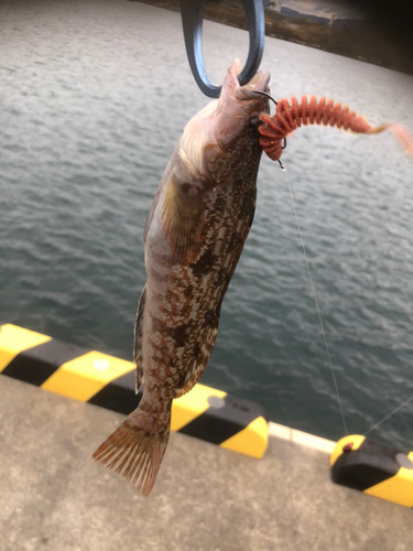 アイナメの釣果