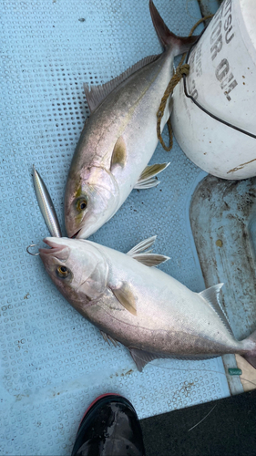 カンパチの釣果