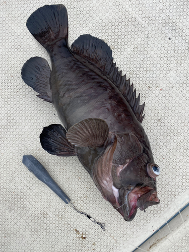 マハタモドキの釣果