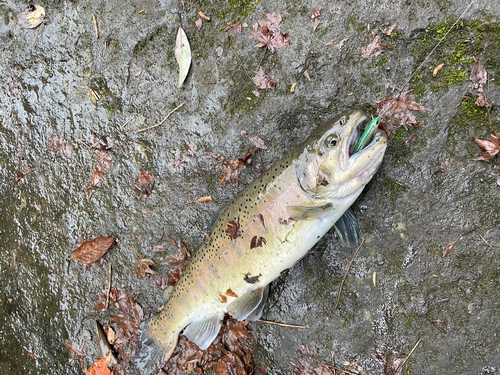 ニジマスの釣果