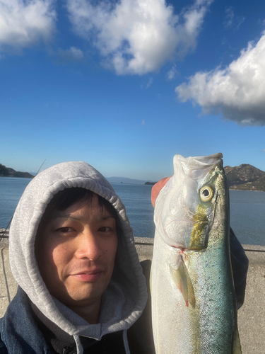 ハマチの釣果