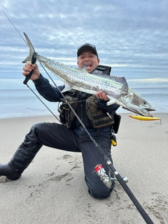 サワラの釣果