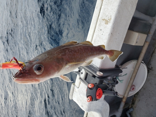 マダラの釣果