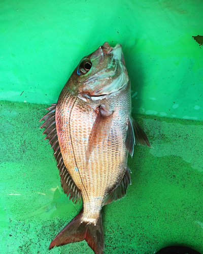 マダイの釣果