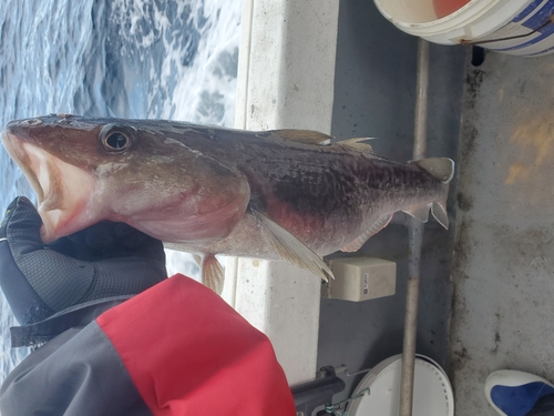 マダラの釣果