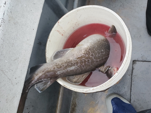 マダラの釣果