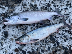 シロザケの釣果