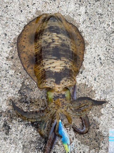 アオリイカの釣果