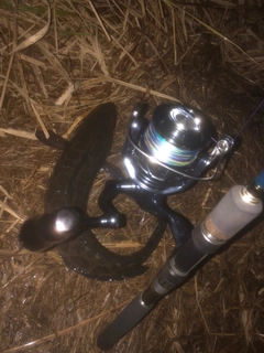 ライギョの釣果