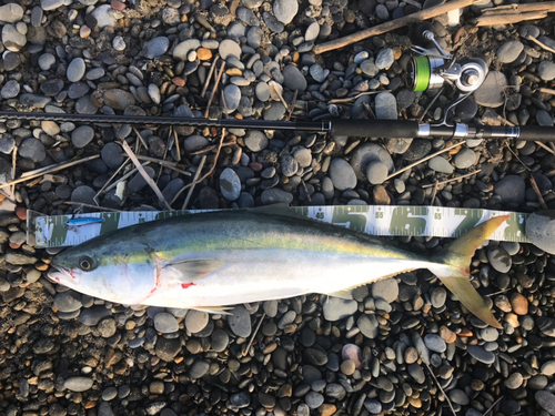 ワラサの釣果