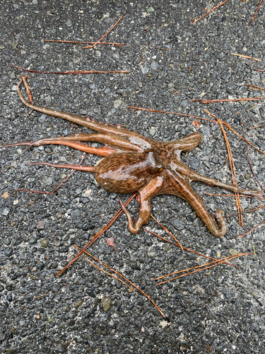 タコの釣果