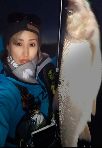 ウグイの釣果