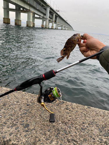 ガシラの釣果