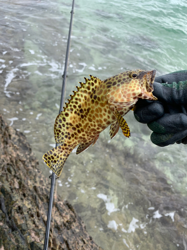 イシミーバイの釣果