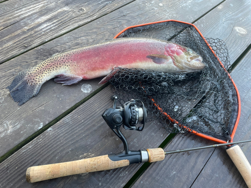 ニジマスの釣果